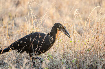 bucorve dans le parc Sérengeti en Tanzanie