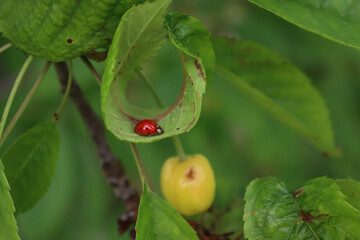 Ladybug on cherry tree leaves on tree. Coccinella punctata 