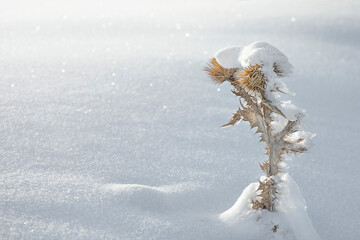 snow bush thorns close up