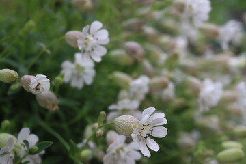 lepnica zwarta Druett's Variegated Silene uniflora © Perovskia