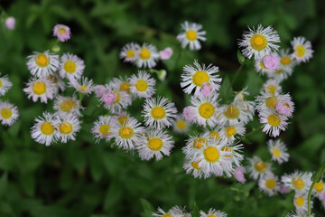 Erigeron annuus. Close-up of wild white and pink daisies on late springtime, also called fleabane daisy
