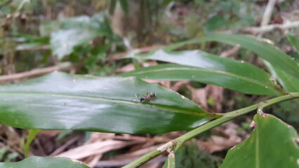 Syrphoctonus, Ichneumonid wasps, Syrphoctonus tarsatorius, Diplazon. Shot in forest.