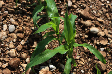 Top view of green corn plants covered by raindrops in rows in the field. Agricultural field on early summer