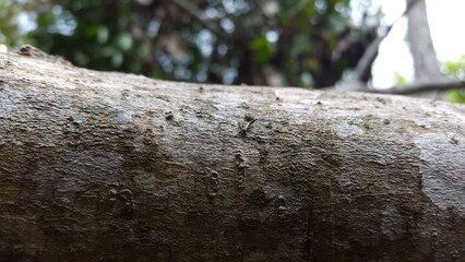Phlaeothripidae is a family of thrips with hundreds of genera. They are the only extant family of...