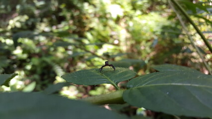 Blue jumping spider perched on a green leaf. Elegant Golden Jumper, Chrysilla volupe, jumping spider, Genus Sidusa. Documentary on tropical rainforests and World Environment Day on June 5th.