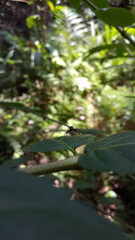 Blue jumping spider perched on a green leaf. Elegant Golden Jumper, Chrysilla volupe, jumping spider, Genus Sidusa.