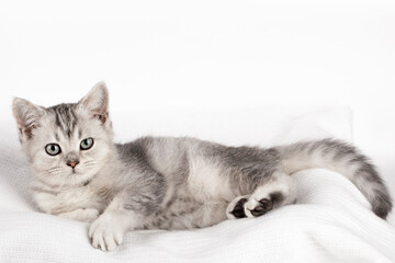 cute kitten on a light background