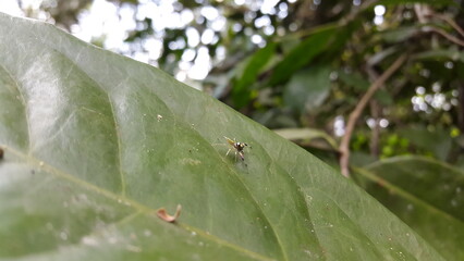 Telamonia dimidiata, Salticidae, Jumping Spider, genus Shira. Jumping spiders are a group of spiders that constitute the family Salticidae.