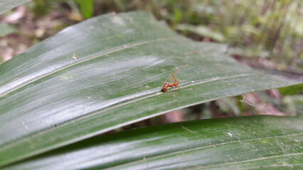 Dead weaver ant on a leaf. Shot in forest. Oecophylla, Insecta, Hymenoptera, Formicidae, Formicinae, Eukaryota, Oecophylla