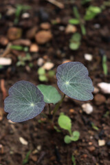 Close-up of young small Nasturtium, plant with round leaves. Growing Tropaeolum in the flowerbed