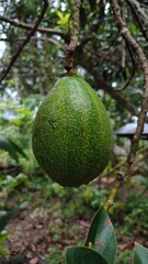 Close-up of avocado fruit on a tree branch (Persea Americana) in an organic fruit farm