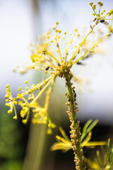 Macro photograph of aphid infestation on yellow dill flower stem. Natural scene of garden pests with soft blue sky background. High detail close-up in daylight