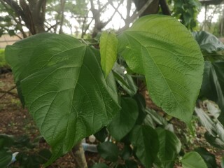 green leaves mulberry