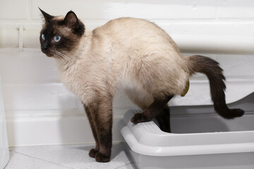toilet trained siamese cat standing in litter box or cat litter tray