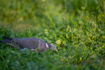 Pigeon on the grass. A gray pigeon or cuckoo with a red beak sits in the grass and poses for the photographer.
