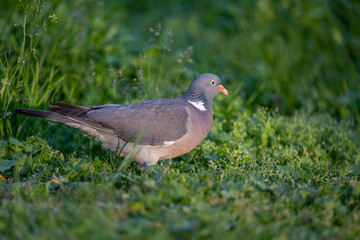 Pigeon on the grass. A gray pigeon or cuckoo with a red beak sits in the grass and poses for the photographer.
