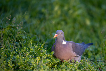 Pigeon on the grass. A gray pigeon or cuckoo with a red beak sits in the grass and poses for the photographer.
