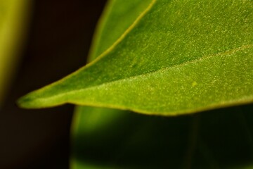 Close-up of a green leaf, potentially from a weeping fig (Ficus benjamina)