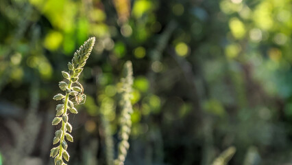 Abstract botanical detail of a plant in nature, with a dreamy, blurry green background. Tranquil, natural light.
