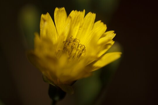 Close-up of a bright yellow Ixeris dentata flower.