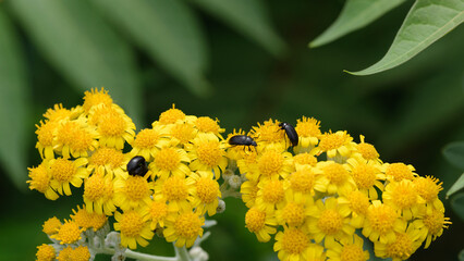 Yellow flowers and bugs on them.