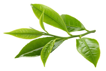 Tea leaves nature isolated on transparent background
