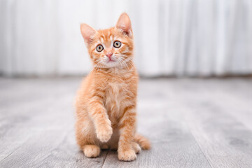 portrait of a cute little red kitten