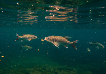Fototapeta premium Fish feeding underwater closeup