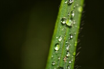 Close-up of dew drops on a green blade of grass. Morning freshness.