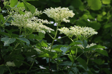 Close-up of Elderberry white flowers on branches. Sambucus tree in bloom on springtime