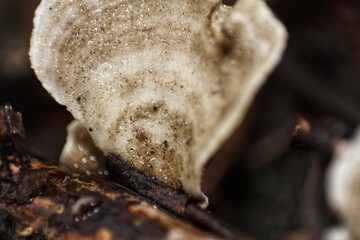 Obraz premium Detailed macro shot of a cream-colored, slightly hairy crust fungus or bracket fungus attached to weathered wood.