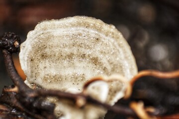 Detailed macro shot of a cream-colored, slightly hairy crust fungus or bracket fungus attached to...