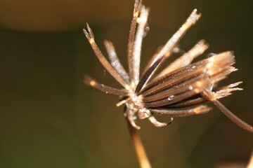 Dried Bidens bipinnata seed head with needle-like awns against a blurred background. Seed dispersal.