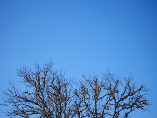 early spring trees with lichen in occitanie under blue sky backdrop