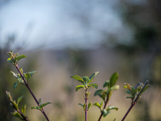 spring dogwood buds on red stem branches in occitanie landscape