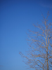 leafless black poplar under clear blue sky in southern france