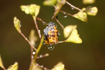 Close-up of a ladybug pupa, possibly Harmonia axyridis, attached to a plant stem with water...