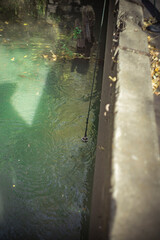 autumn river in the countryside