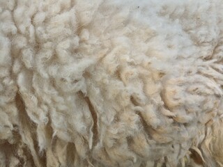 Close-up background of dirty sheep's wool