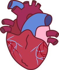 Human heart anatomy illustration