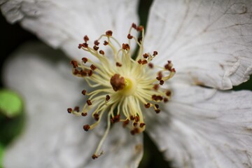Close-up of a delicate white wild rose flower with yellow and brown stamen.