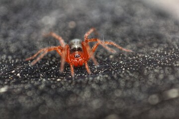 Close-up of a red spider on a dark, textured surface. Arachnid detail.