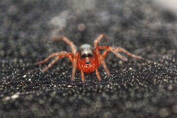 Close-up of a red spider on a dark, textured surface. Arachnid detail.