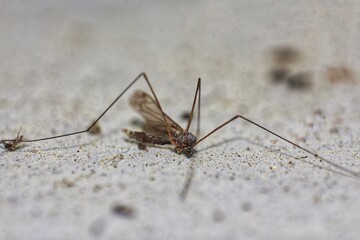 Close-up of a deceased crane fly with delicate, long legs on a textured surface, revealing intricate details and the transient nature of insect life in macro