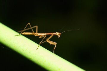 Close-up of a slender brown praying mantis nymph on a green stem. Insect detail.