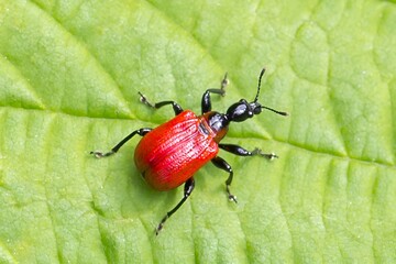 Oszynda leszczynowiec na zielonym liściu, czerwono-czarny chrząszcz w naturalnym środowisku