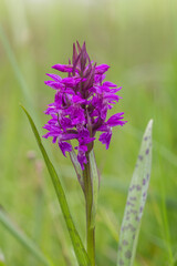 Kwitnąca kukułka o intensywnie fioletowych kwiatach na tle traw, dzika orchidea w naturalnym środowisku