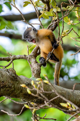 Germain's Langur - Trachypithecus germaini, rare endagered Old World monkey native to tropical forests of Indochina, Vietnam.