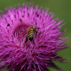 Honey bee on pink creeping thistle flowers on early summer. Apis mellifera on Cirsium arvense 