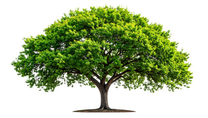 Lush Green Tree with Expansive Canopy on Transparent Background